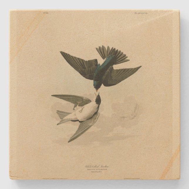 Svälj av vitbun (Träd) - Audubon's Birds Stenunderlägg (Framsidan)