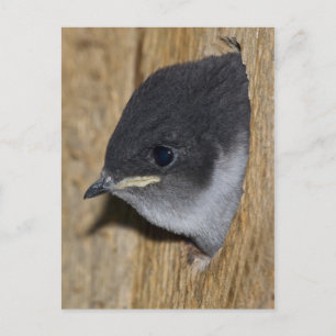 Svälj Chick för Violet grönt - vykort