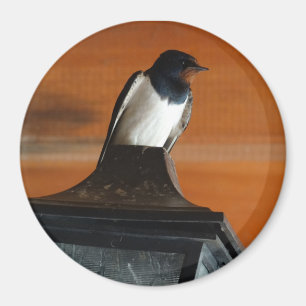 Svälj fågel på ljusets fotorunda magnet
