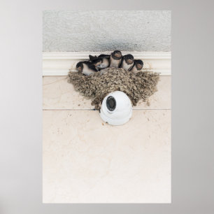 Svälj kapslingar sitta i bo poster
