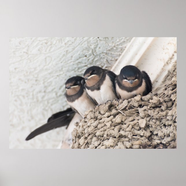 Svälj kapslingar sitta i bo poster (Framsidan)