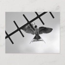 Svälj och bläddra vykort