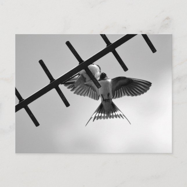 Svälj och bläddra vykort (Framsida)