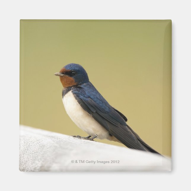 Svälj på en trätrubrik magnet (Framsidan)