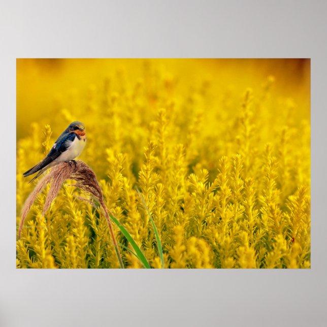 Svälj Poster (Framsidan)