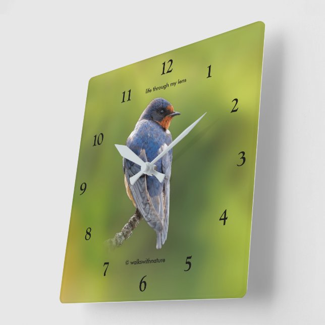Svälj Songbird på Gren Fyrkantig Klocka (Vinkel)