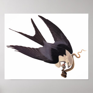 Svälj Tails Hawk med Snake Vintage Audubon Poster