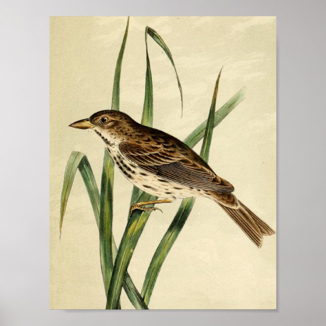 Svälj vintage Swamp Poster (Framsidan)