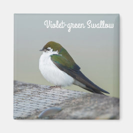 Svälj Violet Grönt Magnet