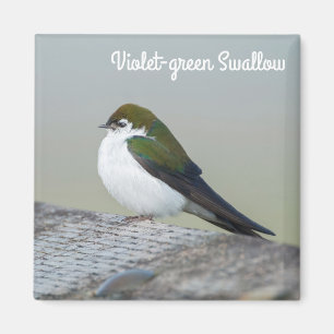 Svälj Violet Grönt Magnet