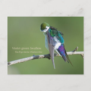 Svälj Violet-grönt Vykort