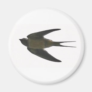 Svälja Magnet