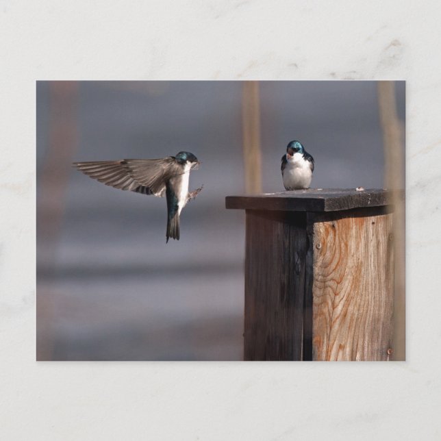 Sväljer 9659 vykort (Framsida)