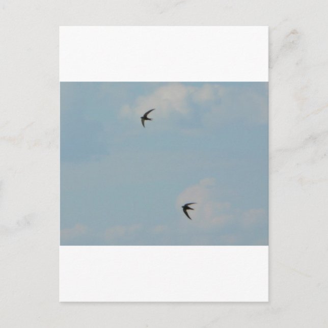 Sväljer fåglar vykort (Framsida)