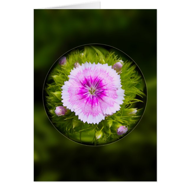 Svälld Hälsningskort (Framsidan)