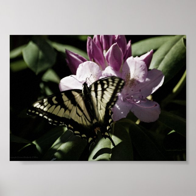 Svalstjärt & Rododendrontryck Poster (Framsidan)