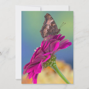 Svalstjärtfjäril Papilio Multicaudatus Tack Kort