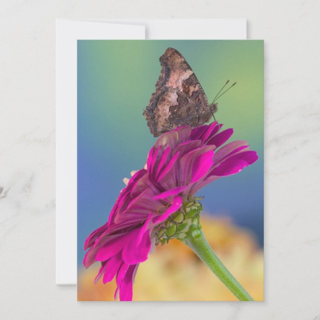 Svalstjärtfjäril | Papilio Multicaudatus Tack Kort (Framsida)