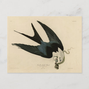 Svalstjärtglada - Audubons Birds of America Vykort