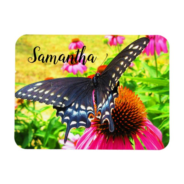 Svalstjärtssommerfågel Rosa Echinacea Blommor Magnet (Horisontell)