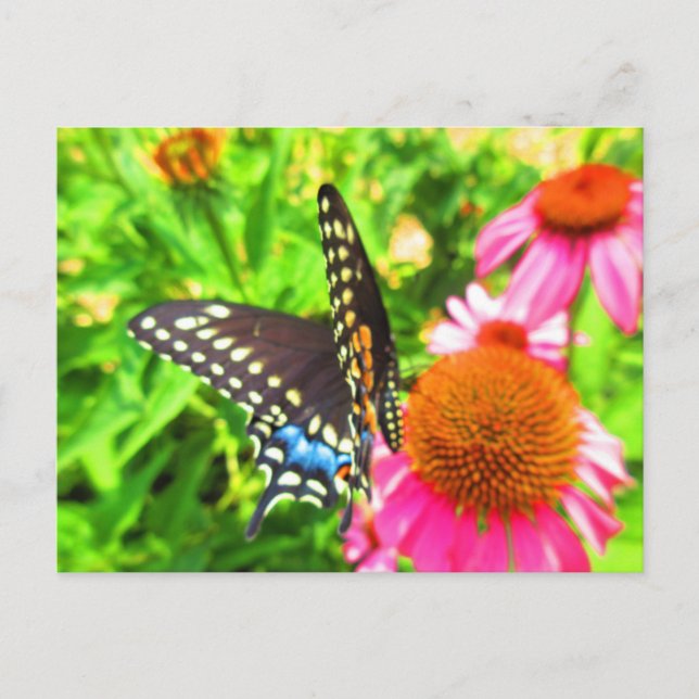 Svalstjärtssommerfågel Rosa Echinacea Blommor Vykort (Framsida)