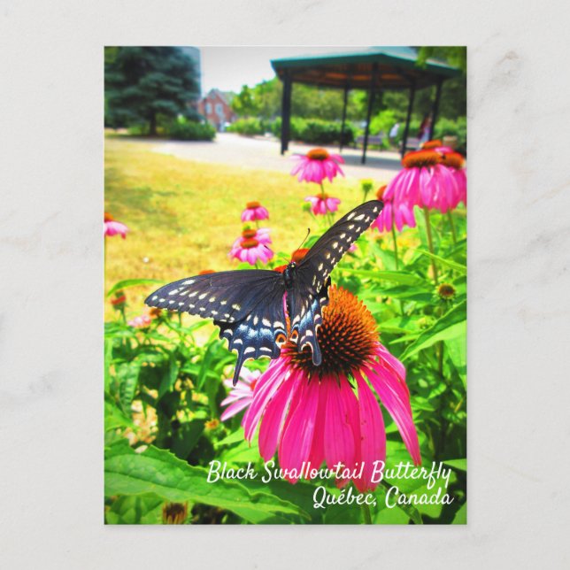 Svalstjärtssommerfågel Rosa Echinacea Blommor Vykort (Framsida)