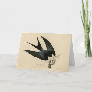 Svalt hawk - Audubon's Birds of America Kort