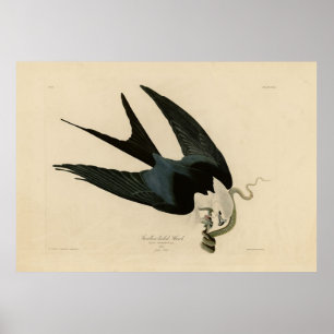 Svalt hawk - Audubon's Birds of America Poster
