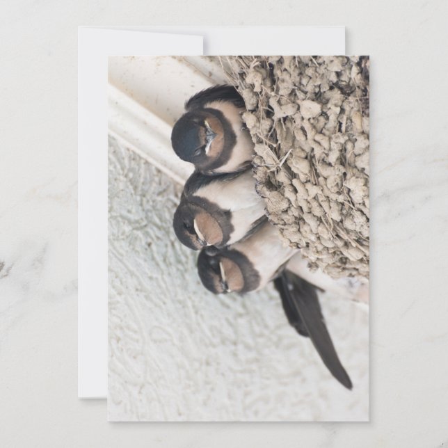 Svalungar som sitter i rede inbjudningar (Framsida)