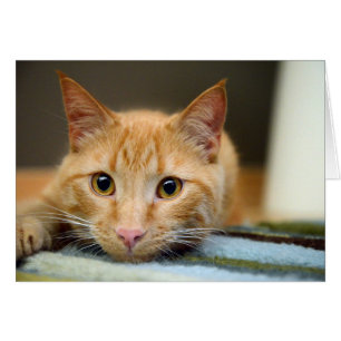 Svamlar terapikatten hälsningskort