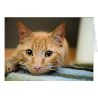 Svamlar terapikatten hälsningskort