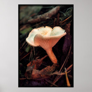Svamp Essence Poster -40 x 60 -andra storlekar ock