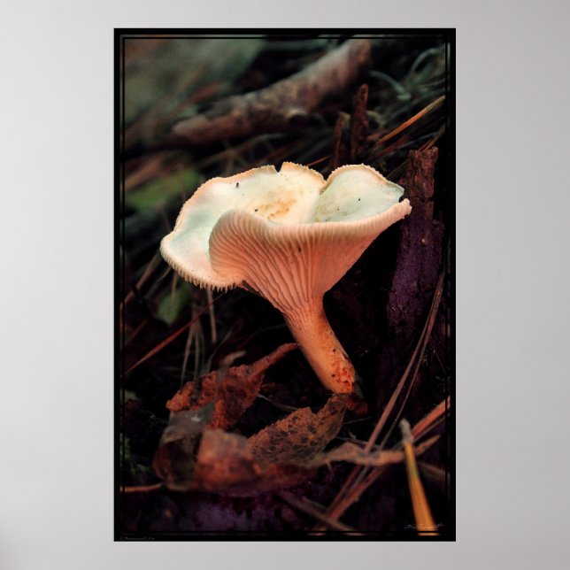 Svamp Essence Poster -40 x 60 -andra storlekar ock (Framsidan)