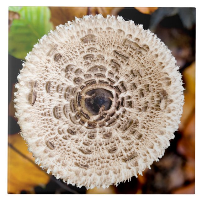 Svamp Kakelplatta (Framsidan)