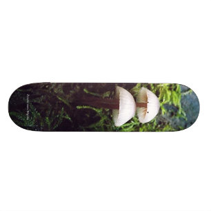 Svamp Old School Skateboard Bräda 21,6 Cm