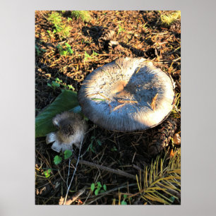 Svamp, Oregon Poster