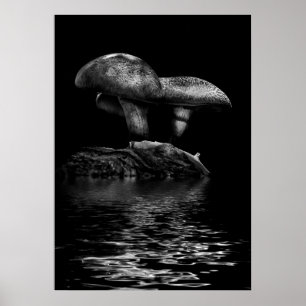 Svamp på en stig Reflektion nr 5 Poster