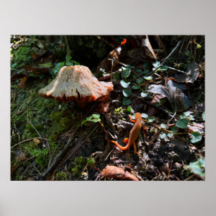 Svamp skog poster