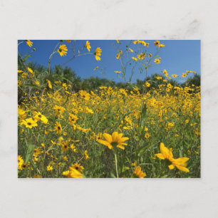 Svamp Solblommor Vykort