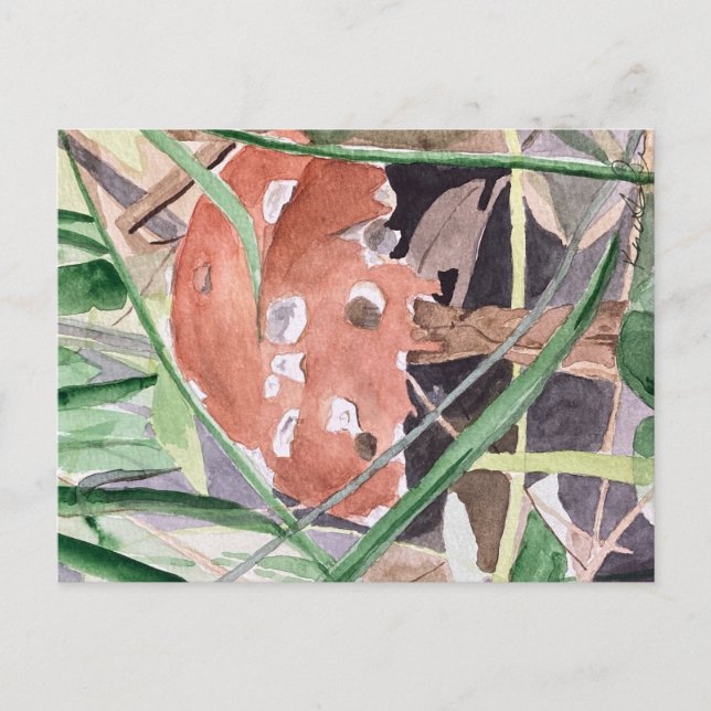 svamp vykort (Framsida)