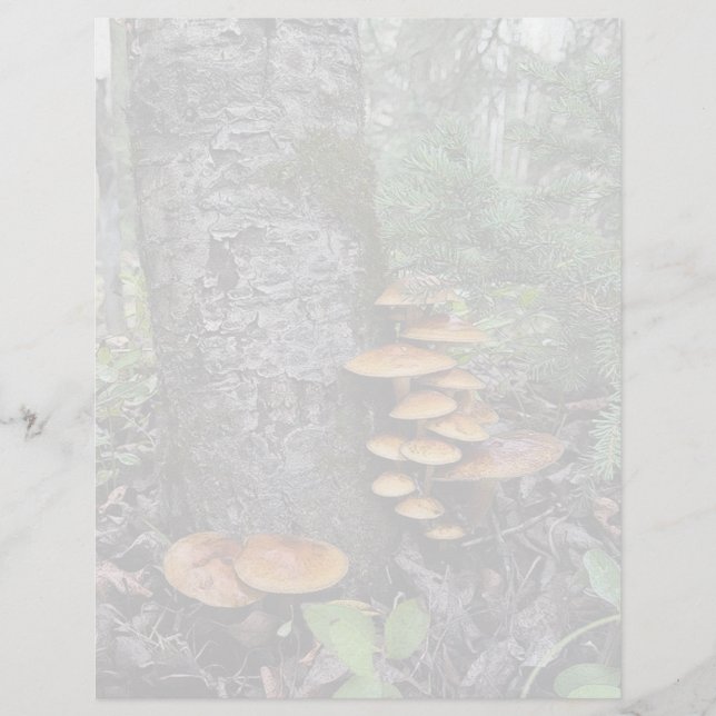 Svampar - 8,5 x 11 tum Lakan (Framsida)
