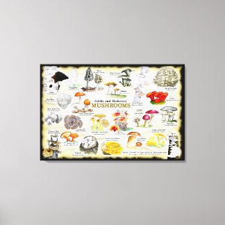 Svampar (ätbara och medicinska) Large Canvas