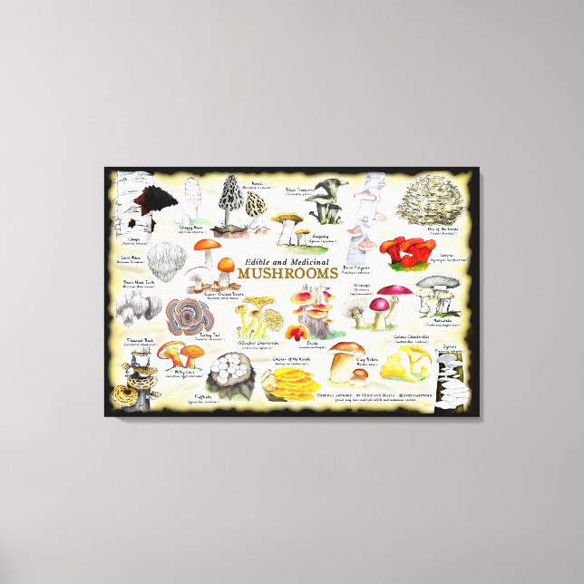 Svampar (ätbara och medicinska) Large Canvas (Framsida)