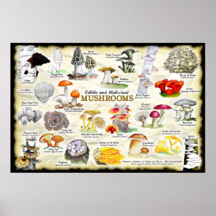Svampar (ätbara och medicinska) poster