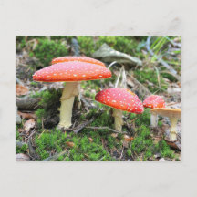 Svampar av röd toadstool