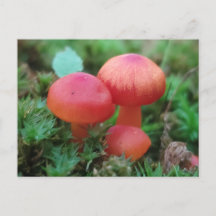 Svampar Bright Red på Forest Golv