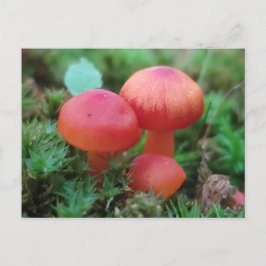 Svampar Bright Red på Forest Golv Vykort