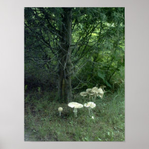 Svampar för Pat-Poster Poster