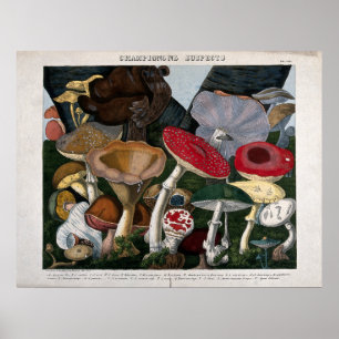 Svampar Fungi Poster