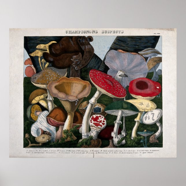 Svampar Fungi Poster (Framsidan)